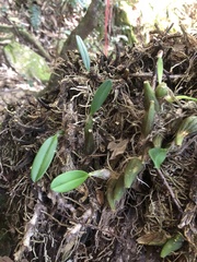 Bulbophyllum affine
