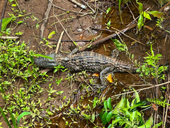 Caiman latirostris