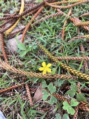 Oxalis dillenii