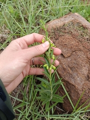 Clerodendrum ternatum