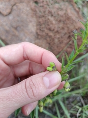Clerodendrum ternatum