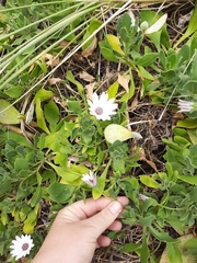 Dimorphotheca fruticosa