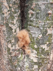 Bombax rhodognaphalon
