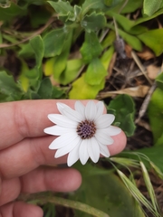 Dimorphotheca fruticosa