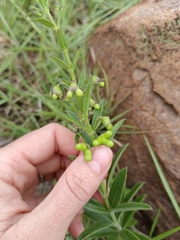 Clerodendrum ternatum