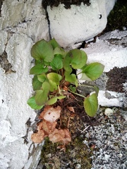 Viola sacchalinensis