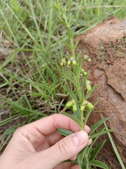 Clerodendrum ternatum