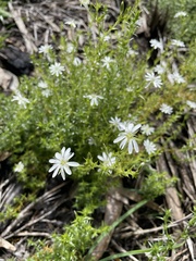Stellaria pungens