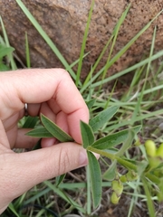 Clerodendrum ternatum