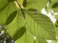 Phyllonorycter