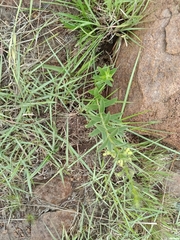 Clerodendrum ternatum