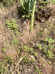Dichromanthus michuacanus