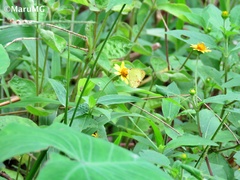 Pyrisitia lisa centralis