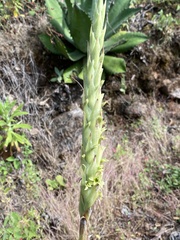 Dichromanthus michuacanus