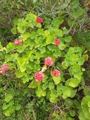 Pelargonium × hybridum