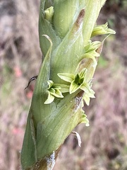 Dichromanthus michuacanus