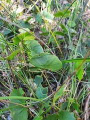 Pentapeltis peltigera