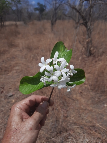 Holarrhena pubescens image