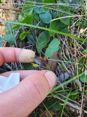 Pentapeltis peltigera
