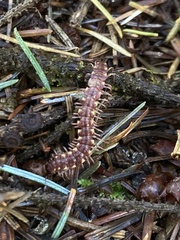 Nearctodesmidae