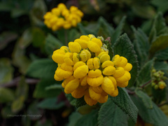Calceolaria viscosissima
