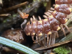 Nearctodesmidae