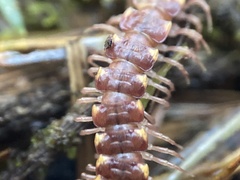Nearctodesmidae