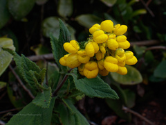 Calceolaria viscosissima