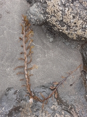 Carpophyllum maschalocarpum