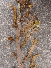 Carpophyllum maschalocarpum