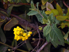 Calceolaria viscosissima