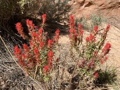 Castilleja linariifolia