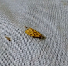 Miltochrista ashleigera