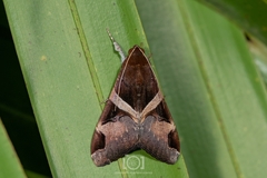Melipotis fasciolaris