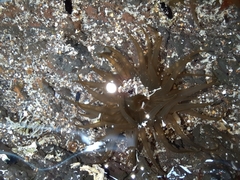 Isactinia olivacea
