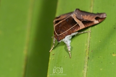 Melipotis fasciolaris