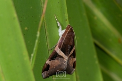 Melipotis fasciolaris