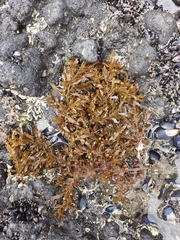 Sargassum sinclairii