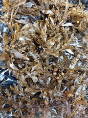 Sargassum sinclairii