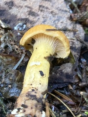 Cantharellus formosus