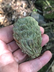 Lithocarpus lepidocarpus