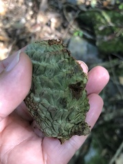 Lithocarpus lepidocarpus