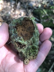 Lithocarpus lepidocarpus