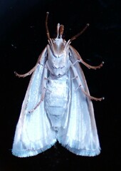 Urola nivalis