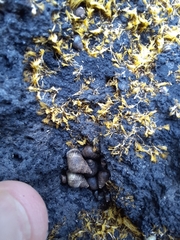 Austrolittorina cincta