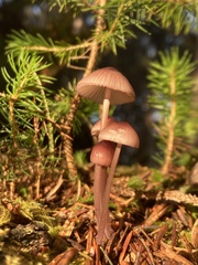 Mycena purpureofusca