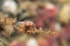 Thorlaksonius grandirostris