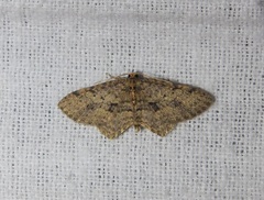 Poecilasthena scoliota
