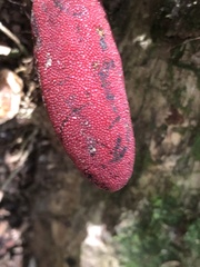 Balanophora laxiflora