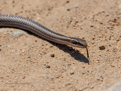 Philodryas chamissonis